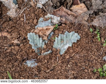 Close-up Shot Of The Cotton Thistle (onopordum Acanthium) Producing A Rosette Of Spiny Leaves Early 