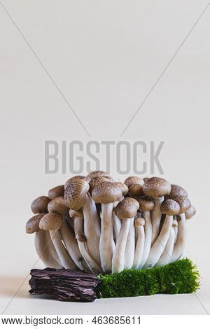 Cluster Of Fresh Brown Shimeji Mushrooms Close Up. Shimeji Mushrooms On A Light Background With Ston