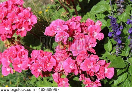 Pelargonium Webcap In The Summer The Garden