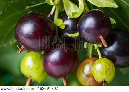 Josta Berries Of A Hybrid Of Blackcurrant And Gooseberry On The Branches Of A Bush In The Early Morn