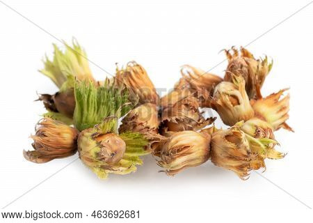 Forest Nuts Hazel Nuts Isolated On White Background