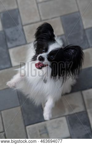 Top View Of Pappilion Dog On The Sidewalk. Portrait Of A Black And White Continental Spaniel.