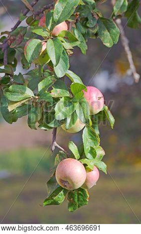 Bunchof Apple Fruits Ripening On The Tree