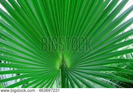 Single Green Palm Leaf. Livistona Rotundifolia Palm Tree Close Up. Green Palm Leaf Textured Backgrou