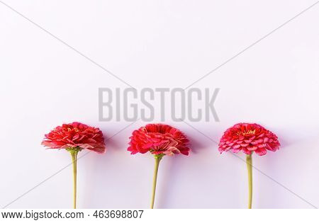 Red Summer Tsinia Flower On A Lilac Background