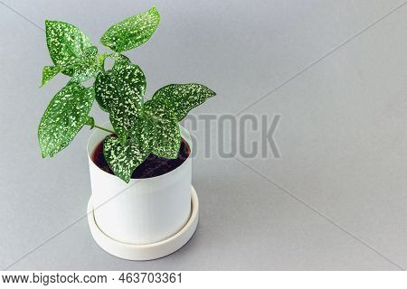 Small Houseplant With Spotted Leaves Hypoestes Phyllostachya In Pot On Gray Background With Space Fo