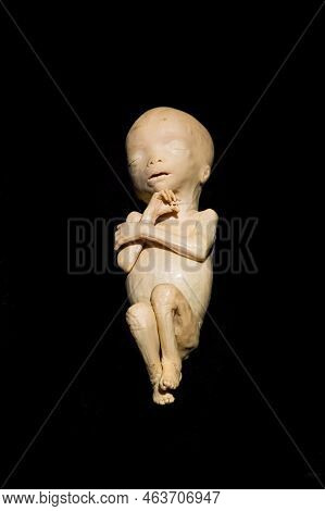 Moscow, Russia - May 05, 2021: Famous Anatomy Exhibition Body Worlds Where Plastinated Bodies Are Ex