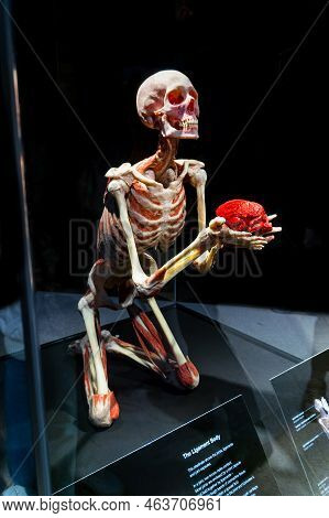 Moscow, Russia - May 05, 2021: Famous Anatomy Exhibition Body Worlds Where Plastinated Bodies Are Ex