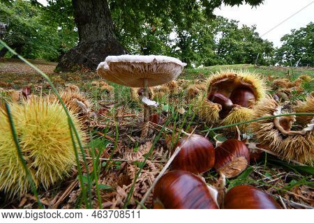October, Harvest Time For Mushrooms And Chestnuts. Close Up Of Mushroom Macrolepiota Procera Also Kn