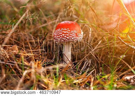 Fly Agaric In Dry Grass And Christmas Needles In The Autumn Forest Against The Background Of Sunligh