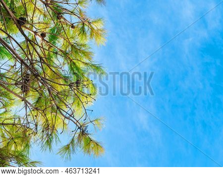 Bottom View Of Aleppo Pine Branches On A Blue Cloudy Sky Background. Pinus Halepensis Branches