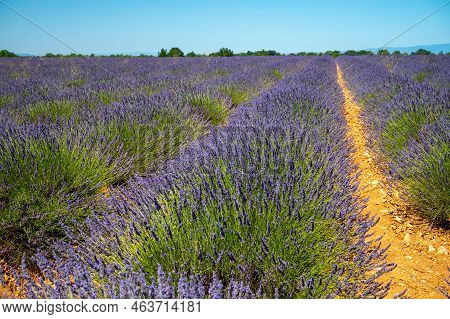 Lavender Fields In Plateau De Valensole In Summer. Alpes De Haute Provence, Paca Region, France