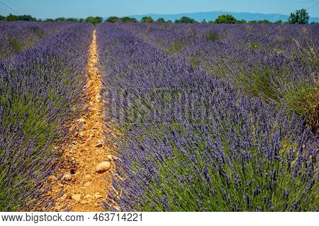 Lavender Fields In Plateau De Valensole In Summer. Alpes De Haute Provence, Paca Region, France