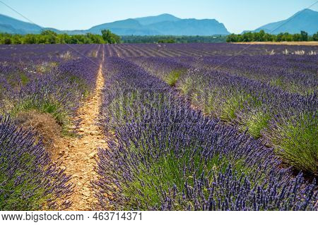 Lavender Fields  In Blossom At Plateau De Valensole In Summer. Alpes De Haute Provence, Paca Region,