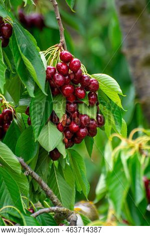 Sweet Ripe Black Cherry Berries Hanging On Cherry Tree In Fruit Orchard Near Venasque Village, Luber