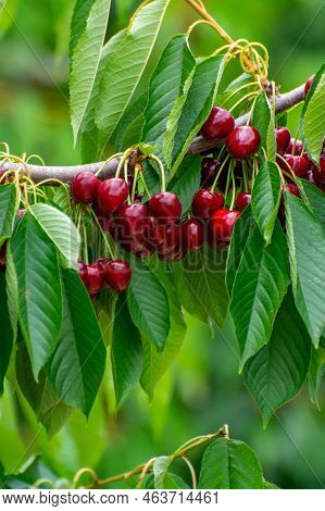 Sweet Ripe Black Cherry Berries Hanging On Cherry Tree In Fruit Orchard Near Venasque Village, Luber