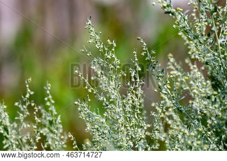 Botanical Collection, Leaves And Berries Of Silver Mound Artemisia Absinthum Medicinal Plant