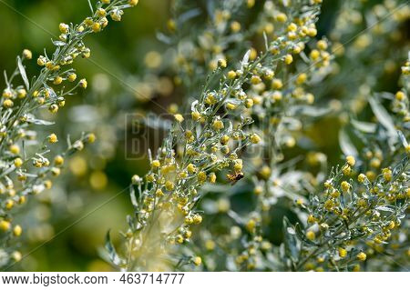 Botanical Collection, Leaves And Berries Of Silver Mound Artemisia Absinthum Medicinal Plant