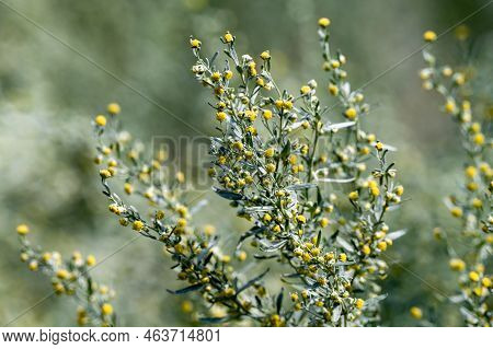 Botanical Collection, Leaves And Berries Of Silver Mound Artemisia Absinthum Medicinal Plant