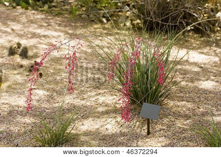 Yucca rossa