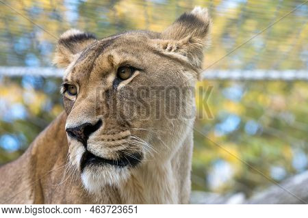 Closeup Female Lioness Oblique Side Animal Portrait