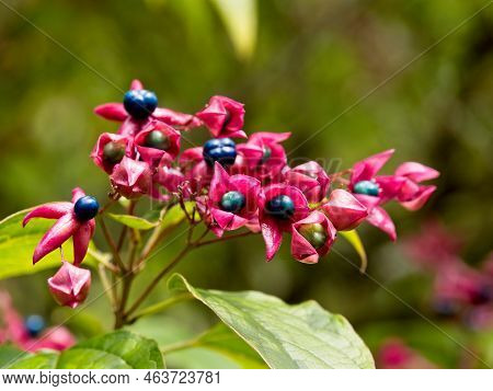 Harlequin Glorybower (clerodendrum Trichotomum )