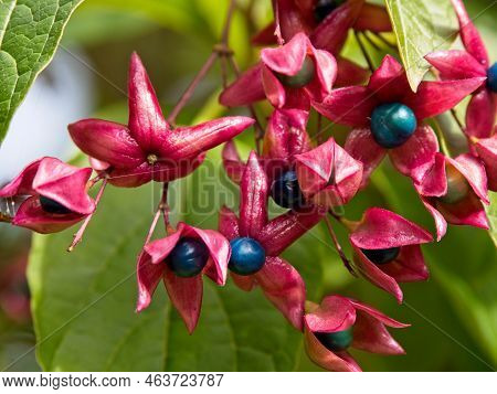 Harlequin Glorybower (clerodendrum Trichotomum )