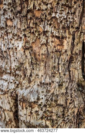Coniferous Tree Damaged By  Bark Beetle With Woodpecker Holes. These Insects Reproduce In The Inner 