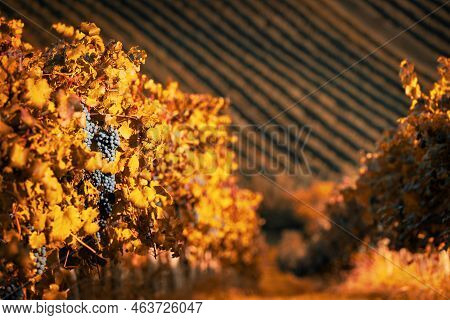 Vineyards At Sunset In Autumn Harvest. Ripe Grapes In Fall. High Quality Photo