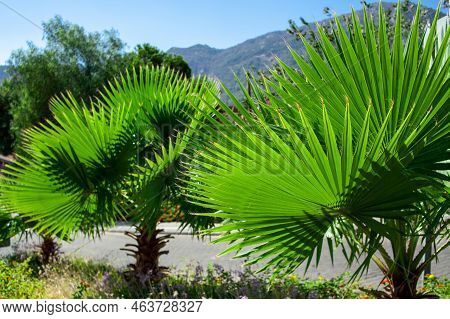 Green Palm Tree Leaves. Livistona Rotundifolia Palm Tree Close Up. Green Palm Foliage At The Sunligh