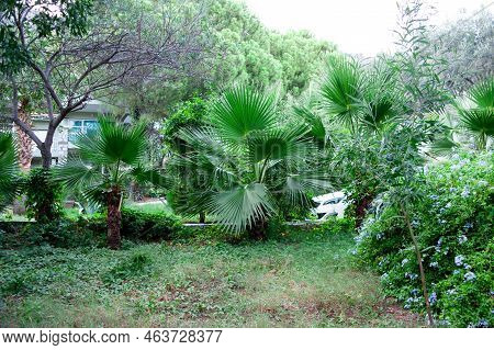 Green Palm Tree Leaves. Livistona Rotundifolia Palm Tree Close Up. Green Palm Foliage At The Sunligh