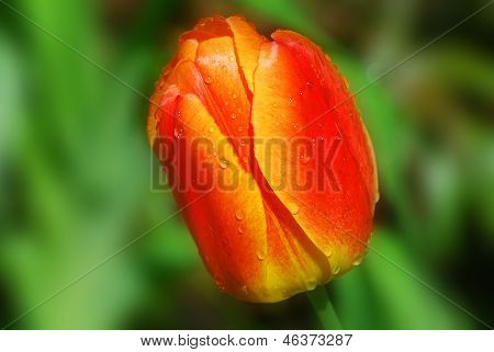 Tulipán amarillo/rojo