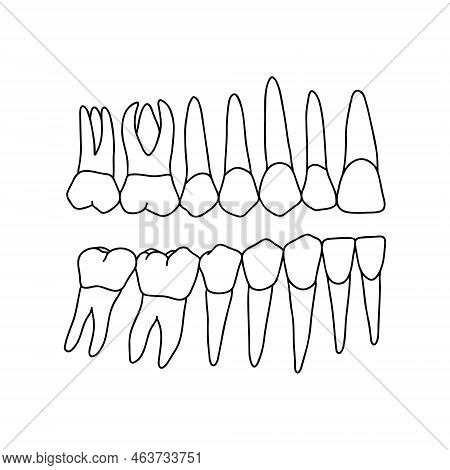 Human Lower And Upper Jaw Teeth. Outline, Anatomical, Hand Drawn Illustration On White Background. V