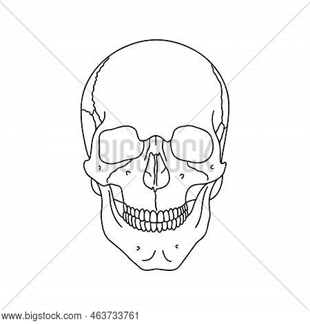 A Human Skull, Drawn By Lines On White Background. Vector Stock Illustration.