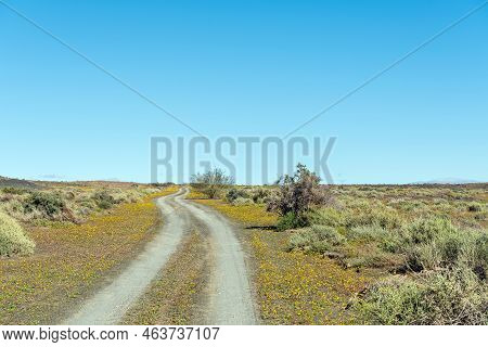 Flower Landscape On Road P2252 In The Tankwa Karoo National Park