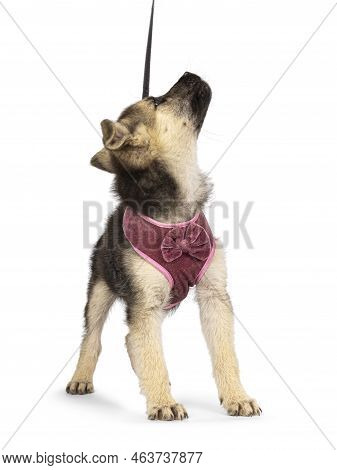 Adorable Brown With Black Mixed Mudi And Germand Shepherd Dog Puppy, Wearing Harness On Leash. Stand