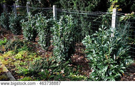 An Evergreen Shrub In Front Of A Light Wood Wire Fence Will Improve The Opacity Of The Street. Drip 