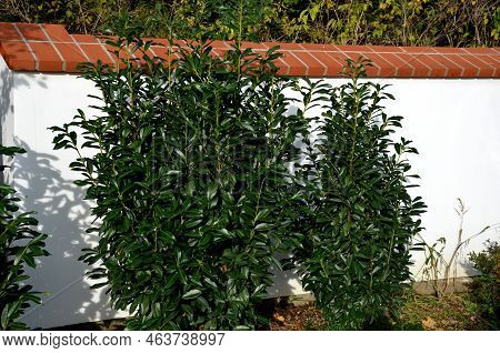 An Evergreen Shrub In Front Of A Light Wood Wire Fence Will Improve The Opacity Of The Street. Drip 