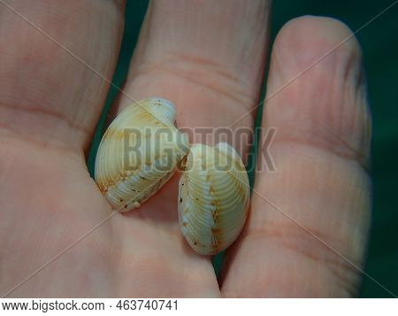 Seashell Of Bivalve Mollusc Striped Venus Or Chicken Venus (chamelea Gallina) On The Hand Of A Diver