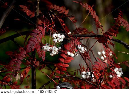 This Deciduous Shrub Or Small Tree Has Petioled, Pinnate, Green Leaves.  Oblong-lanceolate, Gray Gre