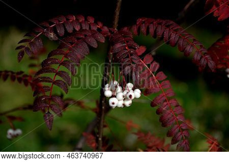 This Deciduous Shrub Or Small Tree Has Petioled, Pinnate, Green Leaves.  Oblong-lanceolate, Gray Gre