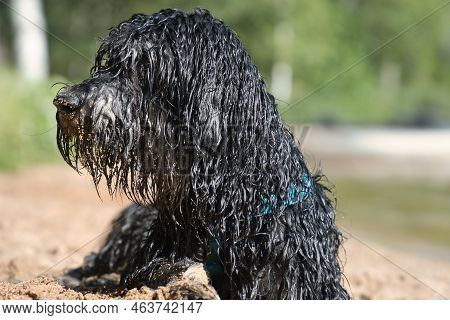 Portrait Of A Goldendoodle Dog. The Dog Is Lying On The Beach With Wet Curly Long Black Light Brown 