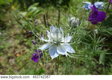 Close Shot Of Pale Blue Flower Of Nigella Damascena In June