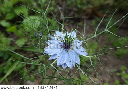 Closeup Of Light Blue Flower Of Nigella Damascena In June