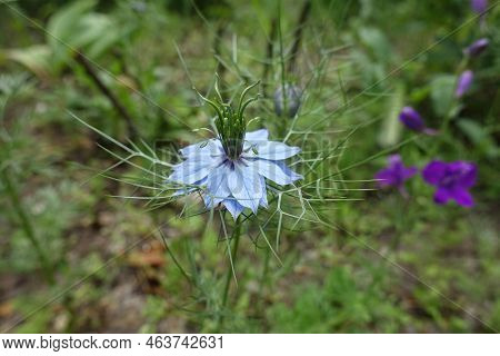 One Light Blue Flower Of Nigella Damascena In June