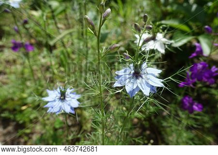 Pair Of Light Blue Flowers Of Nigella Damascena In June