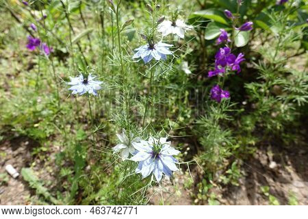 Several Light Blue Flowers Of Nigella Damascena In June