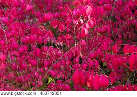 Bright Red Autumn Leaves Of Ornamental Shrub Euonymus Alatus Compactus