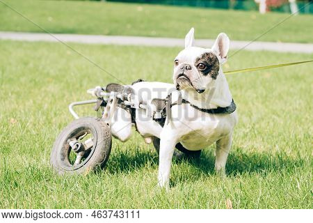 Paralysed Dog In Wheel Cart. Dog With Disabilities On A Walk. Disabled French Bulldog Walking In Whe