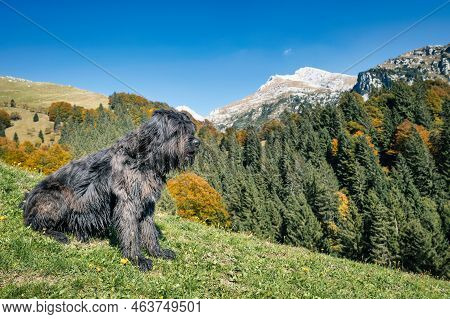 Black Bergamasque Shepherd Dog In The Orobic Alps